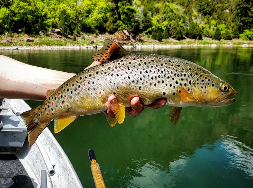 Featured image for “April Update”